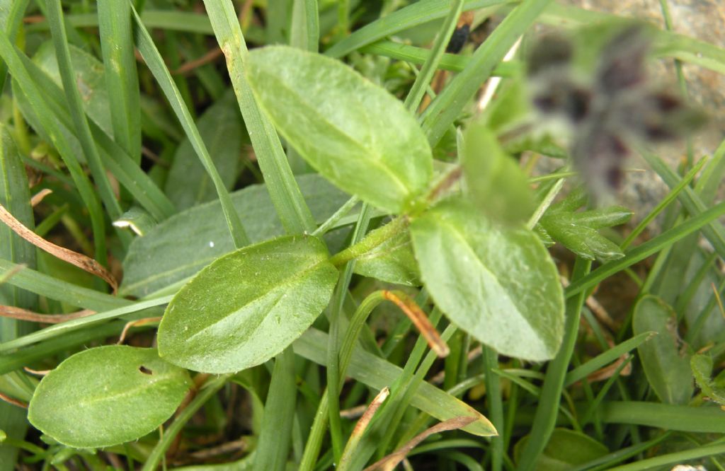 Veronica alpina
